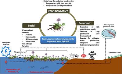 Identifying Advanced Biotechnologies to Generate Biofertilizers and Biofuels From the World’s Worst Aquatic Weed